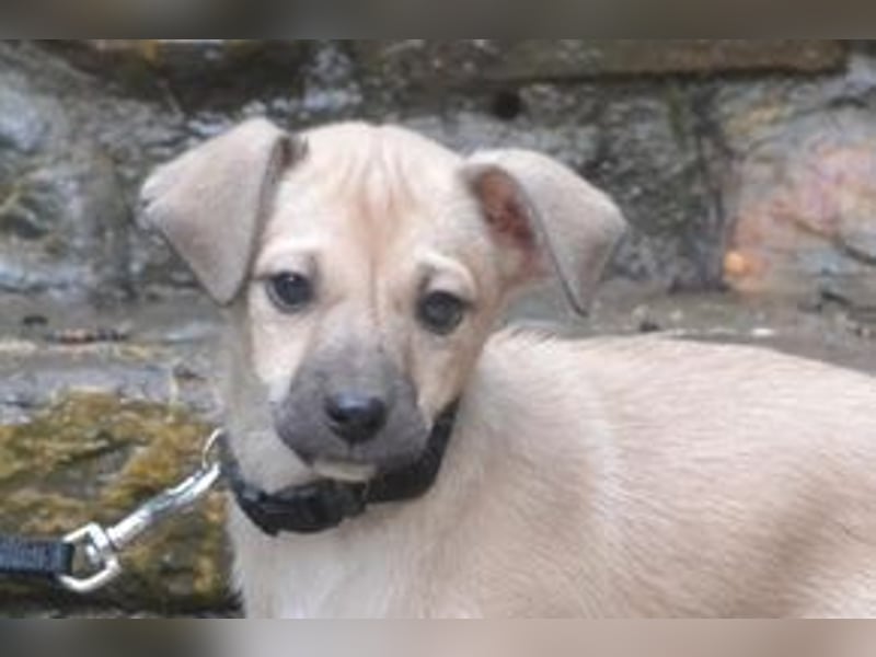 Mukki und Mira, zwei fröhliche kleine Rabauken