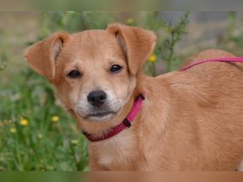 Rosinha, eine pfiffige und mutige kleine Entdeckerin