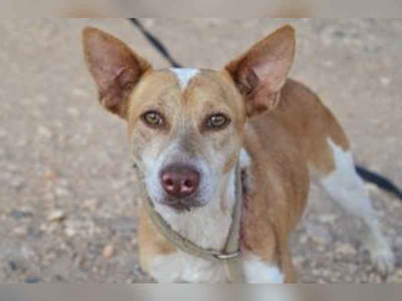 Banjo, neugierig und vertrauensvoll, ein Hund zum Liebhaben