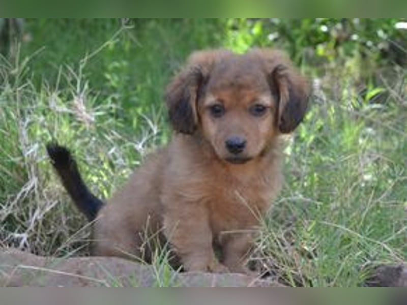 Hazel, Heidi und Hera, drei quirlige und menschenbezogene kleine Hundemädchen