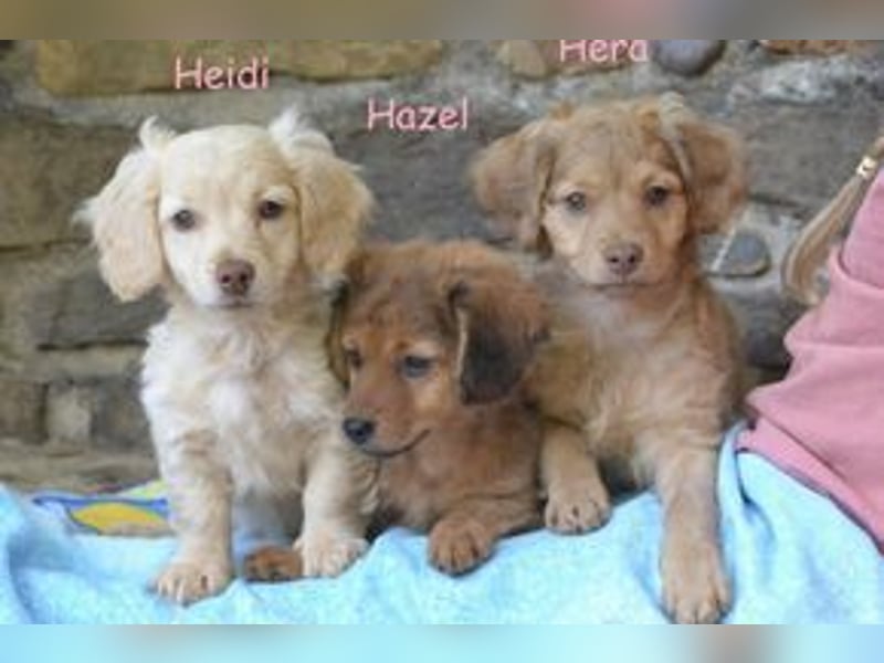 Hera, Hazel und Heidi, drei quirlige und menschenbezogene kleine Hundemädchen