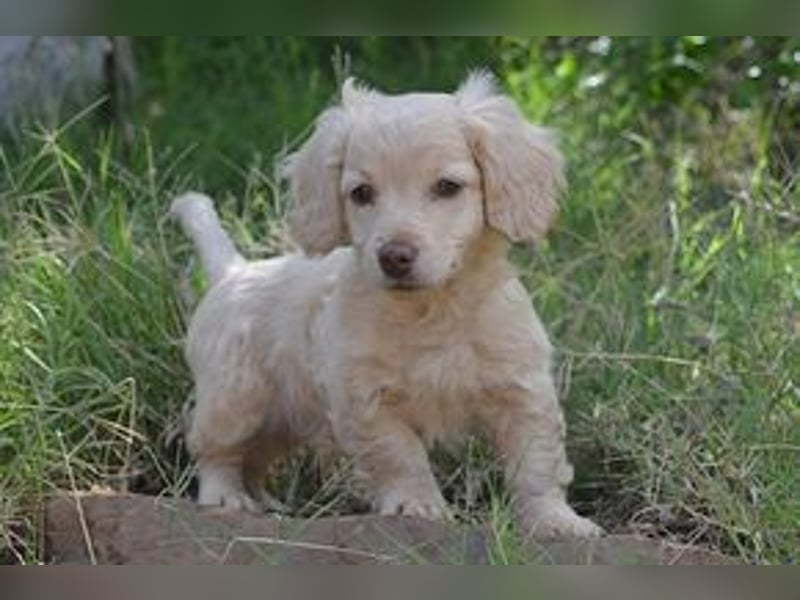 Heidi, Hazel und Hera, drei quirlige und menschenbezogene kleine Hundemädchen