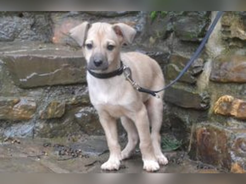 Mukki und Mira, zwei fröhliche kleine Rabauken