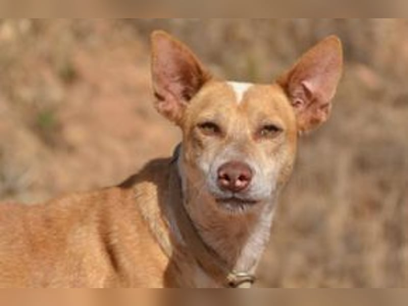 Banjo, neugierig und vertrauensvoll, ein Hund zum Liebhaben