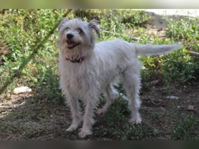 Tikuna und ihre Hundefreunde suchen dringend eine liebevolle neue Bleibe
