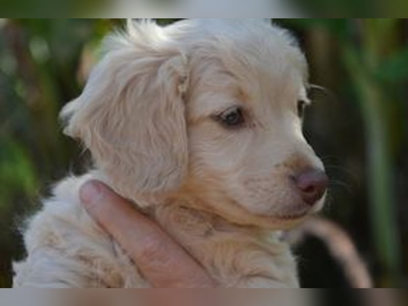 Heidi, Hazel und Hera, drei quirlige und menschenbezogene kleine Hundemädchen
