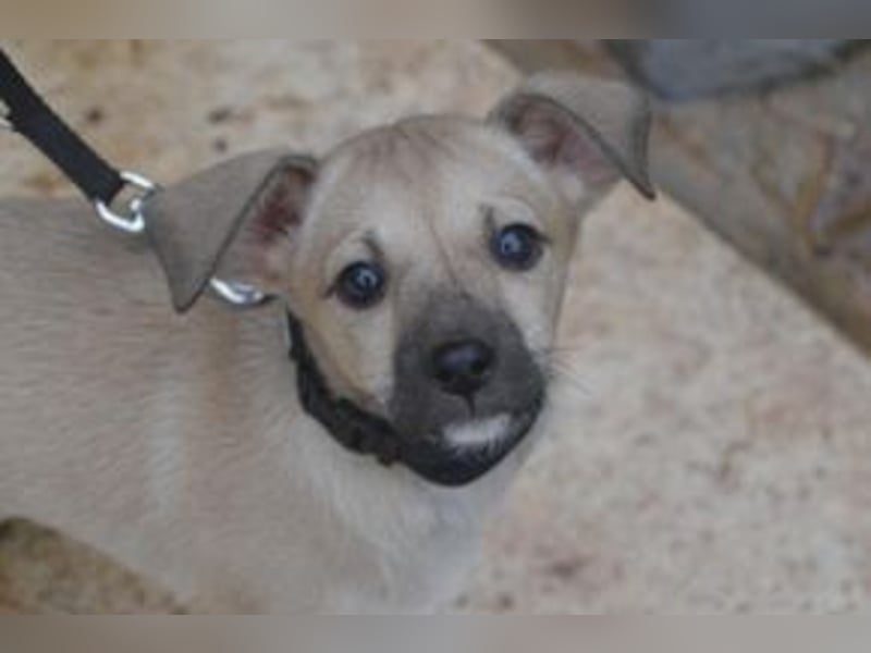 Mukki und Mira, zwei fröhliche kleine Rabauken