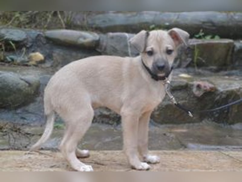 Mukki und Mira, zwei fröhliche kleine Rabauken