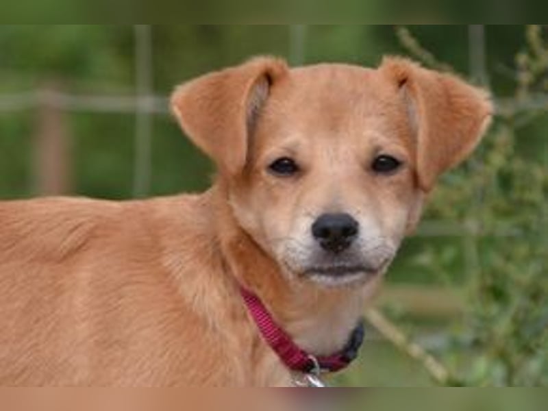 Rosinha, eine pfiffige und mutige kleine Entdeckerin