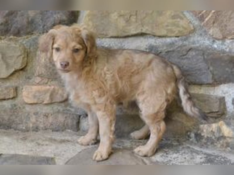 Hera, Hazel und Heidi, drei quirlige und menschenbezogene kleine Hundemädchen