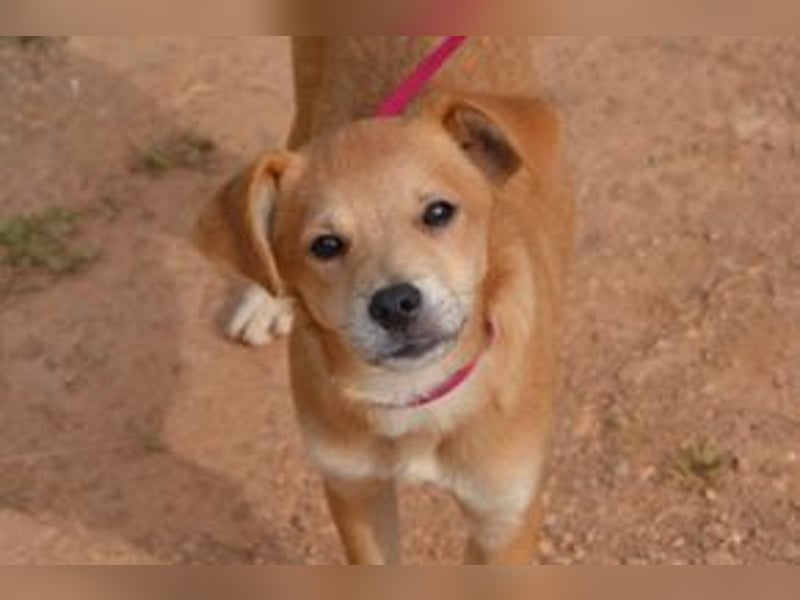 Rosinha, eine pfiffige und mutige kleine Entdeckerin