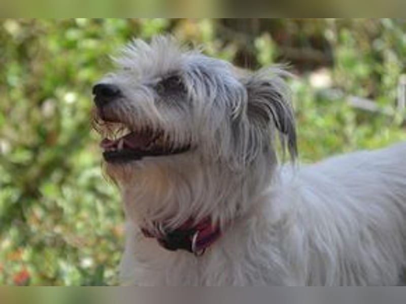 Tikuna und ihre Hundefreunde suchen dringend eine liebevolle neue Bleibe