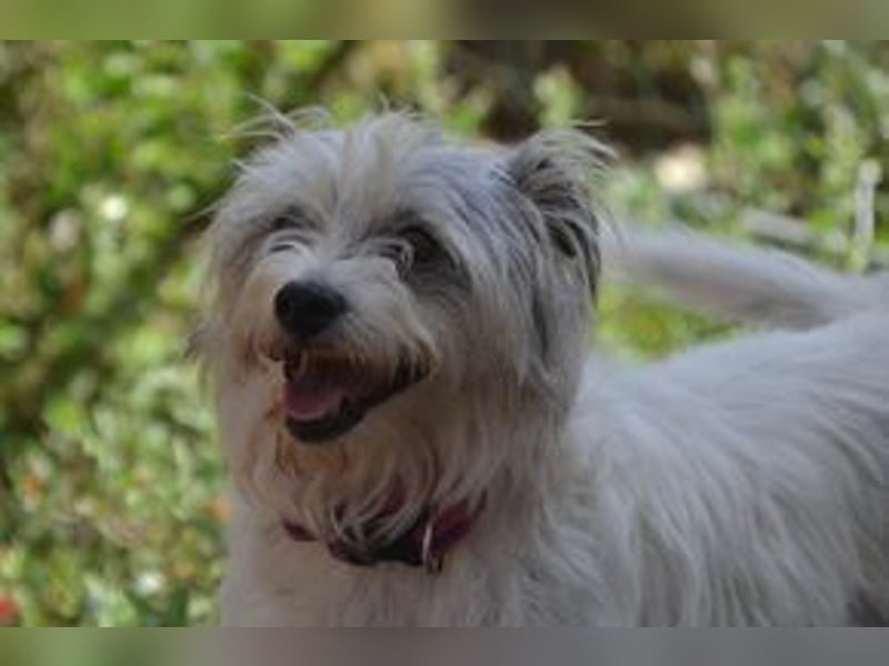 Tikuna und ihre Hundefreunde suchen dringend eine liebevolle neue Bleibe