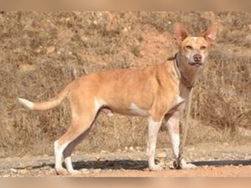 Banjo, neugierig und vertrauensvoll, ein Hund zum Liebhaben