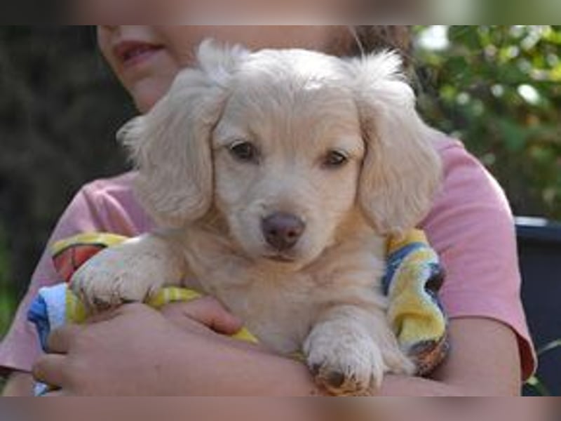 Heidi, Hazel und Hera, drei quirlige und menschenbezogene kleine Hundemädchen
