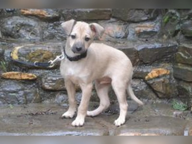 Mukki und Mira, zwei fröhliche kleine Rabauken