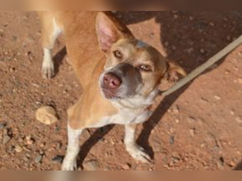 Banjo, neugierig und vertrauensvoll, ein Hund zum Liebhaben