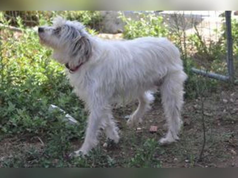 Tikuna und ihre Hundefreunde suchen dringend eine liebevolle neue Bleibe