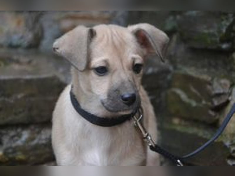 Mukki und Mira, zwei fröhliche kleine Rabauken