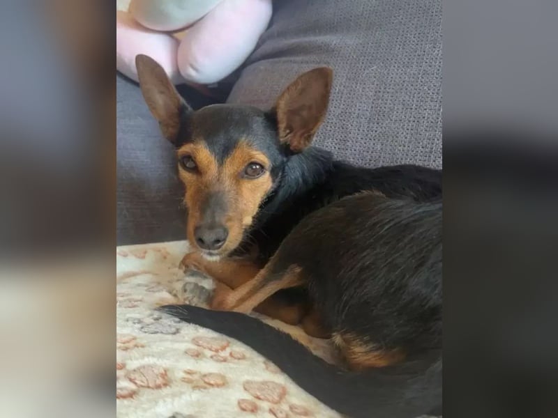 Heidi auf Familiensuche