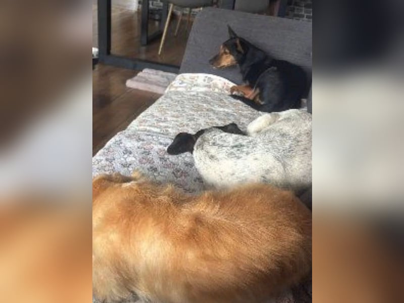 Heidi, sucht ihre passenden Menschen