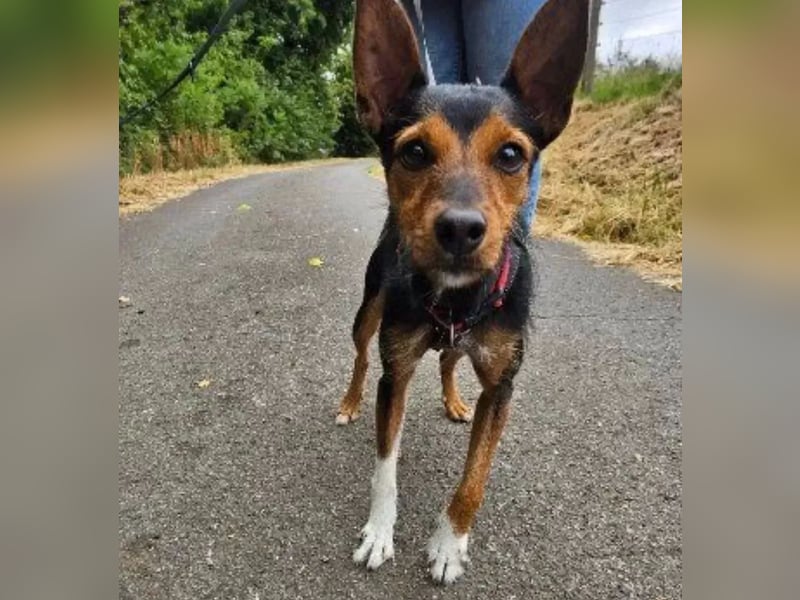 Heidi auf Familiensuche