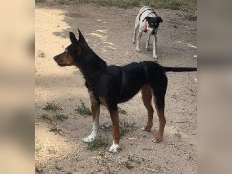Heidi, sucht ihre passenden Menschen