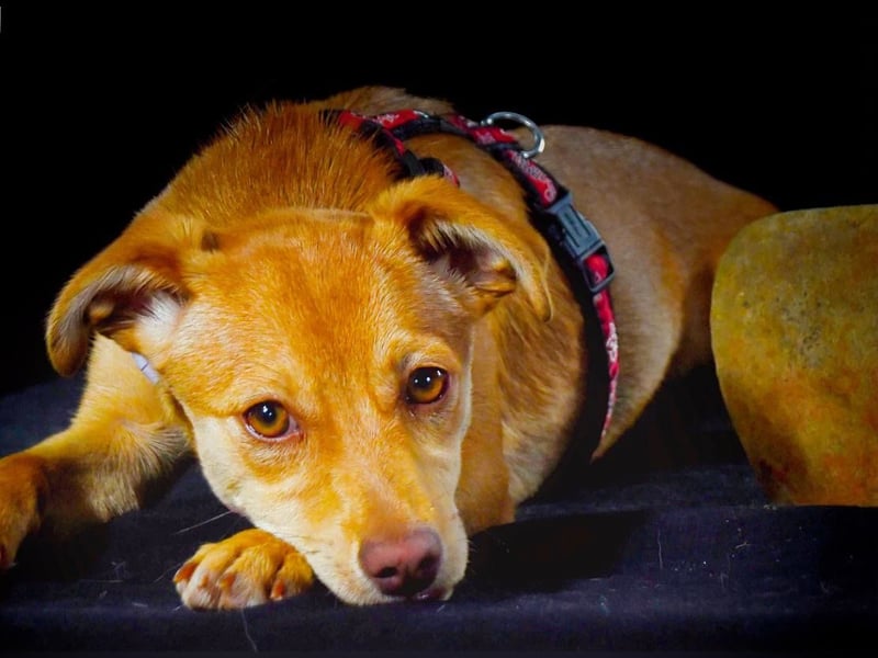 Shrimps - fröhlicher Sonnenschein