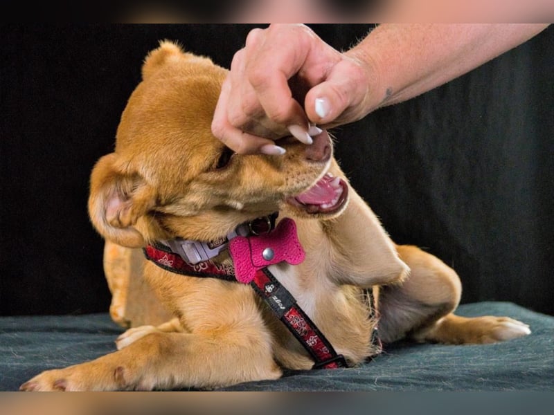 Shrimps - fröhlicher Sonnenschein