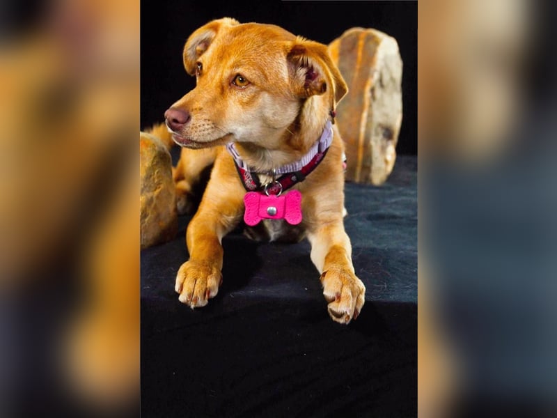 Shrimps - fröhlicher Sonnenschein