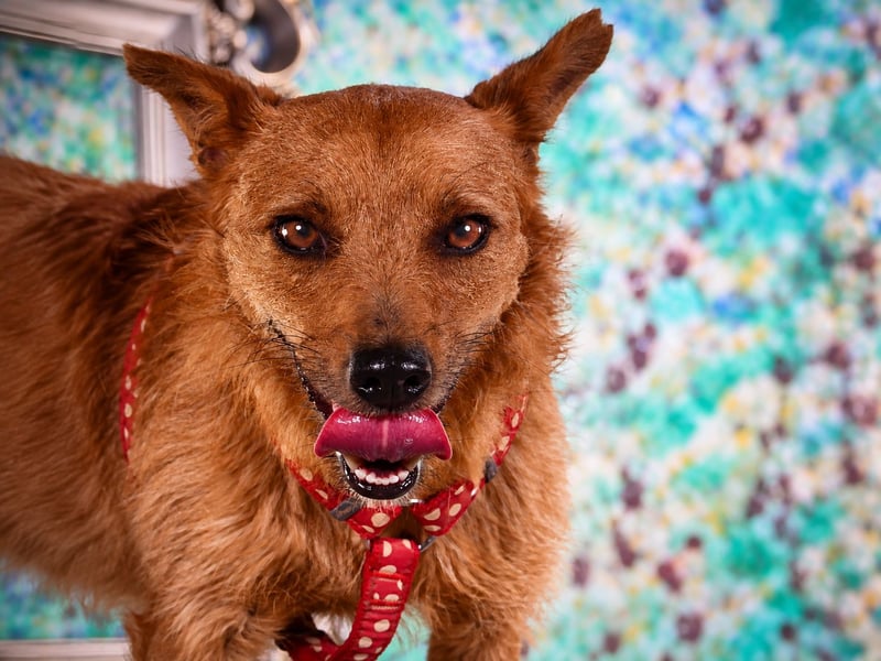 Chico – sucht ein kuscheliges Zuhause