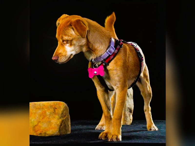 Shrimps - fröhlicher Sonnenschein