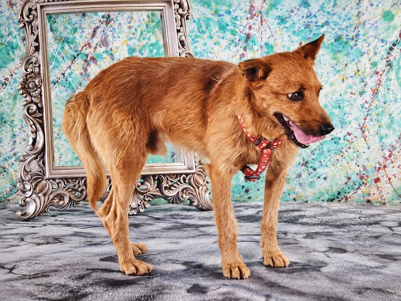 Chico – sucht ein kuscheliges Zuhause
