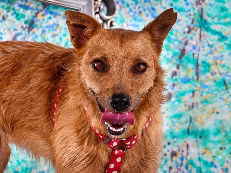 Chico – sucht ein kuscheliges Zuhause