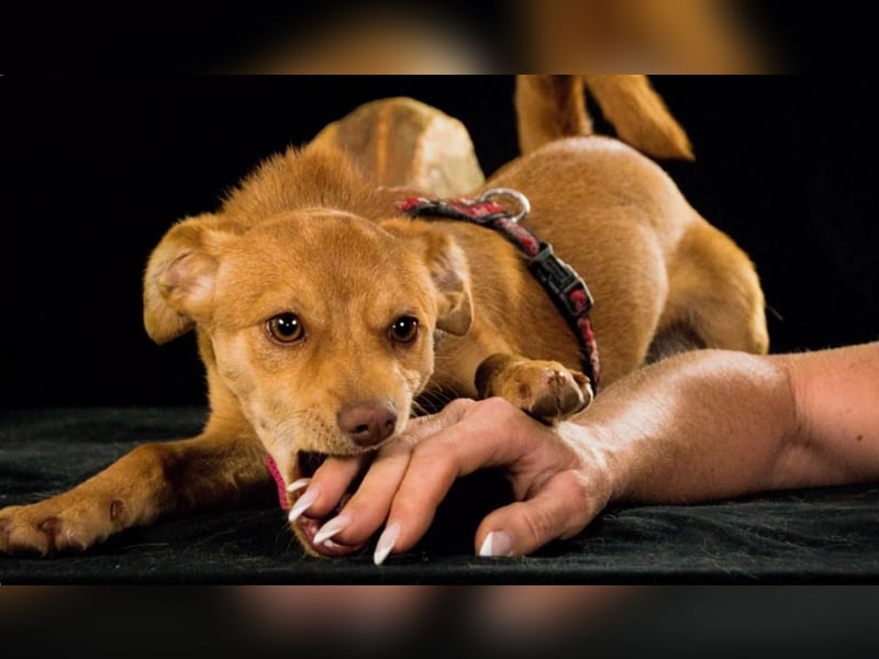 Shrimps - fröhlicher Sonnenschein