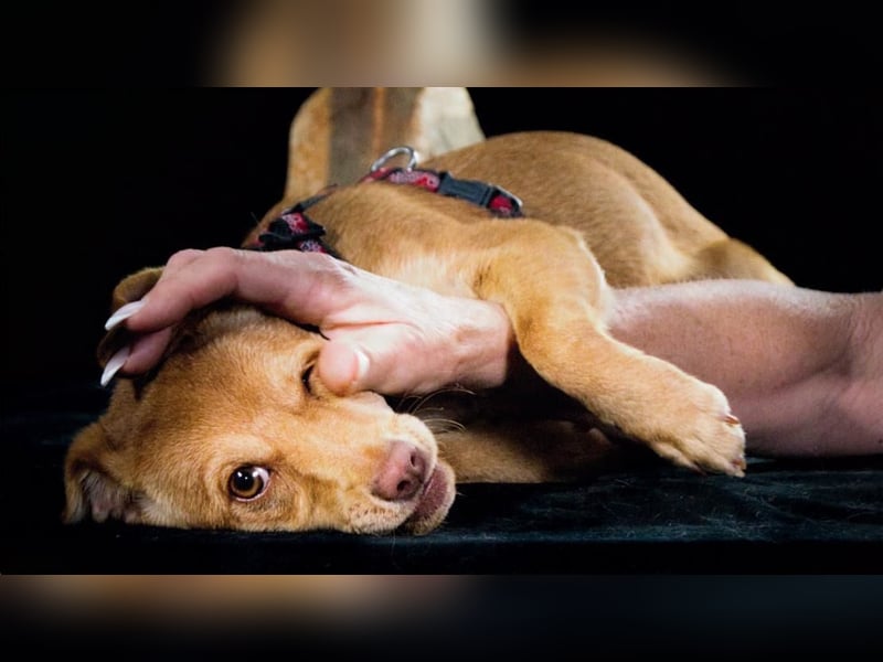 Shrimps - fröhlicher Sonnenschein