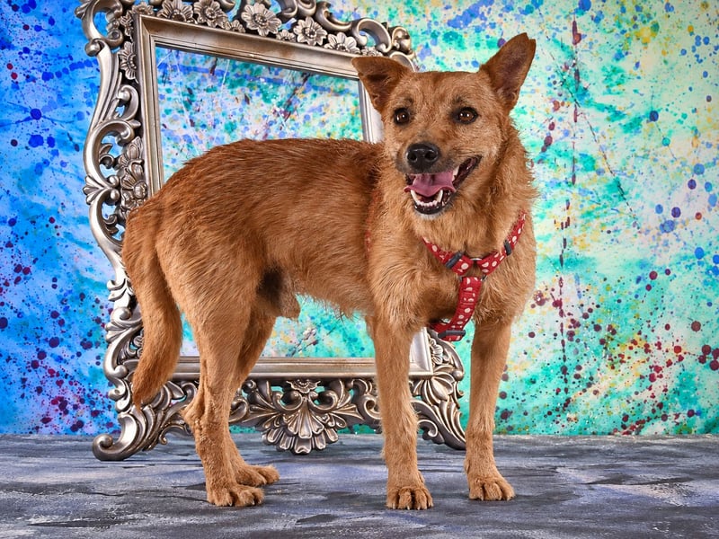 Chico – sucht ein kuscheliges Zuhause