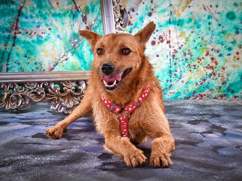 Chico – sucht ein kuscheliges Zuhause