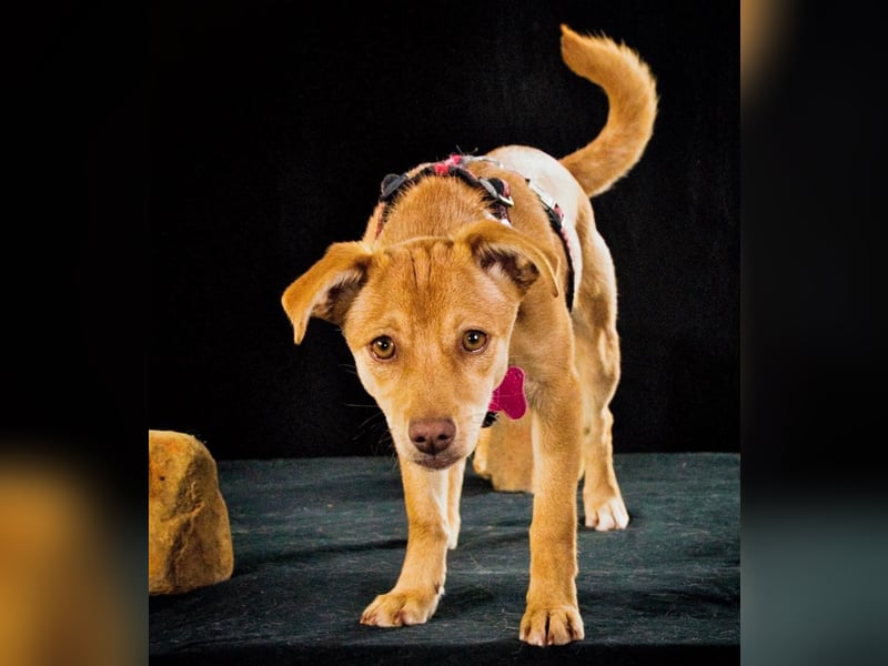 Shrimps - fröhlicher Sonnenschein