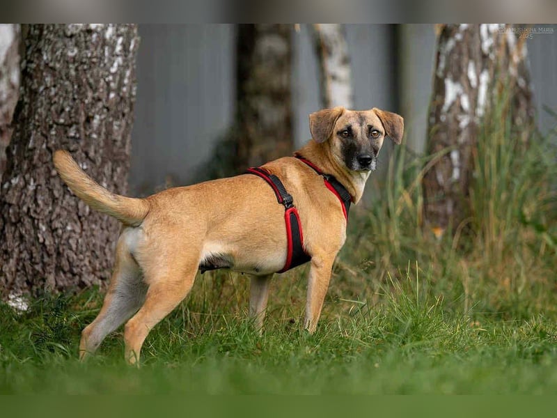 Fröhliche Lika sucht liebevolles Zuhause