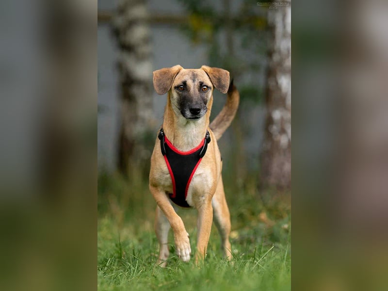 Verschmuste Lika sucht ihr Zuhause