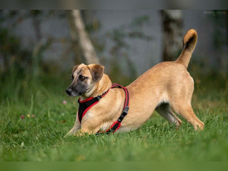 Verschmuste Lika sucht ihr Zuhause