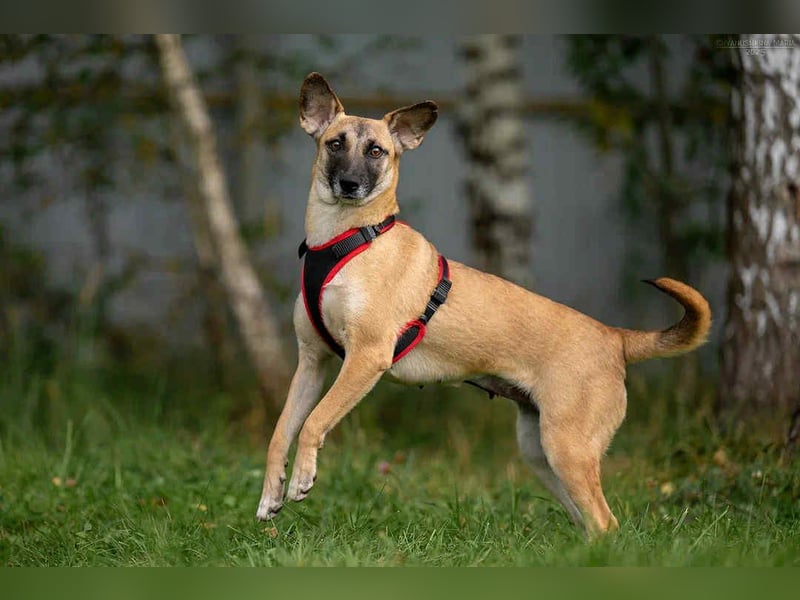 Fröhliche Lika sucht liebevolles Zuhause