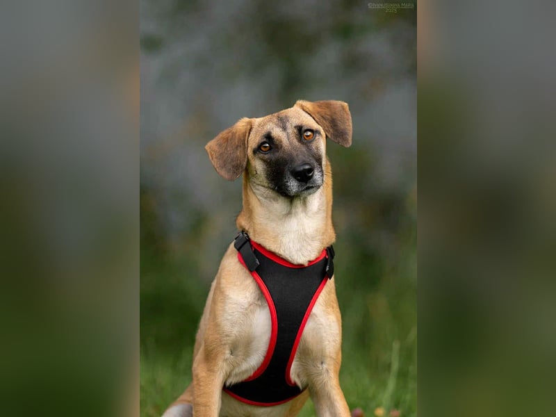 Fröhliche Lika sucht liebevolles Zuhause