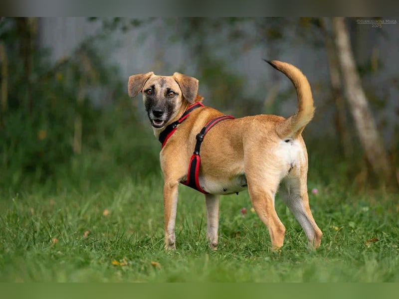 Fröhliche Lika sucht liebevolles Zuhause
