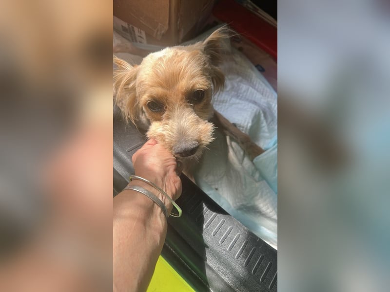 Bobita - mit 13 Jahren soll sein Leben endlich beginnen