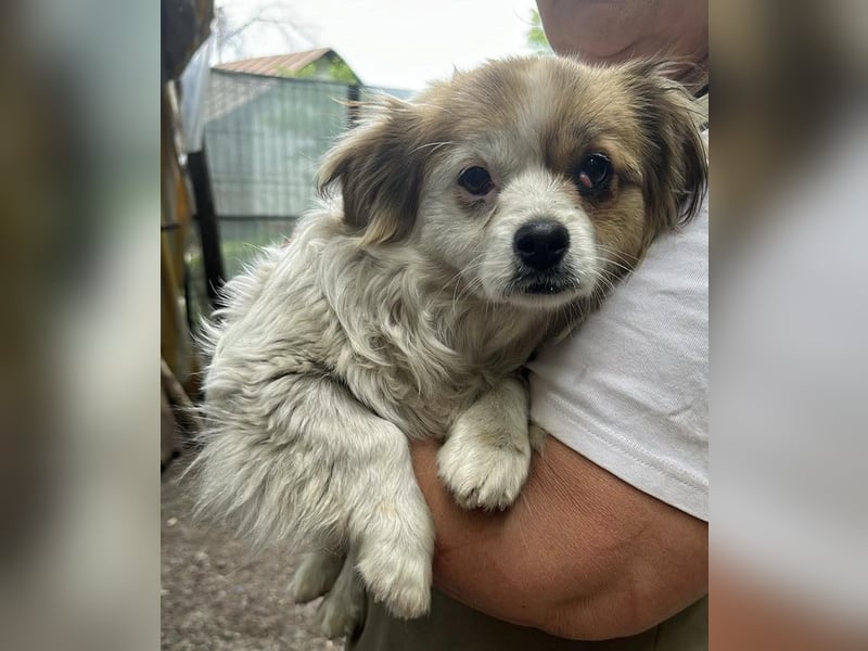 Lili, kleines Hundemädchen sucht ihr Glück