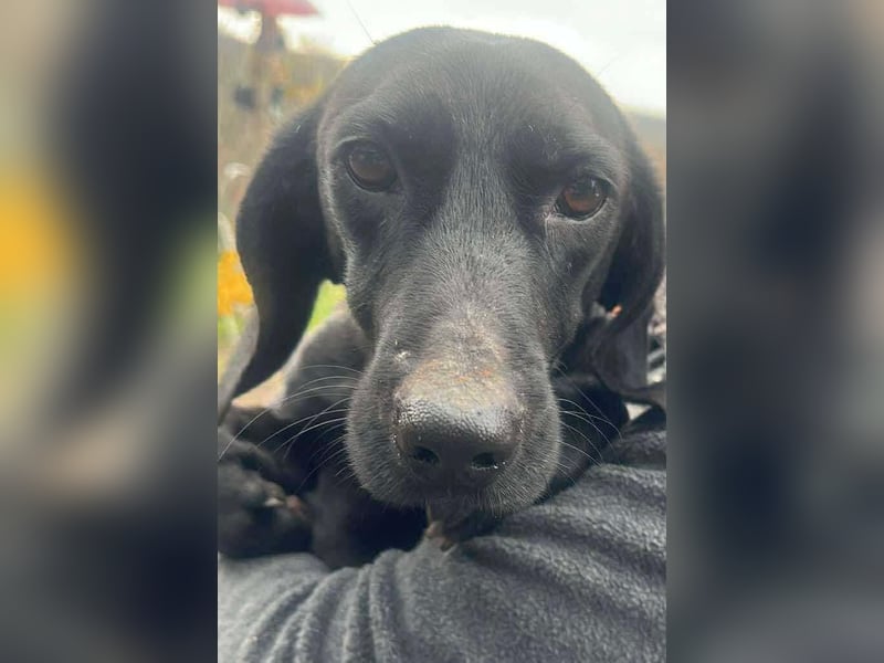 Louis, klein, schwarz, zutraulich sucht sein Zuhause