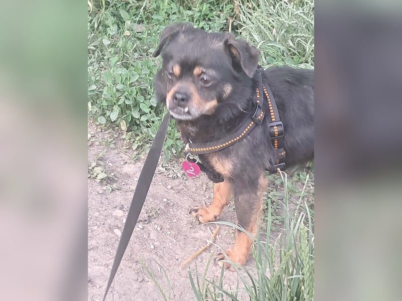 Fritzi, kleiner Hundemann auf der Suche nach dem Glück