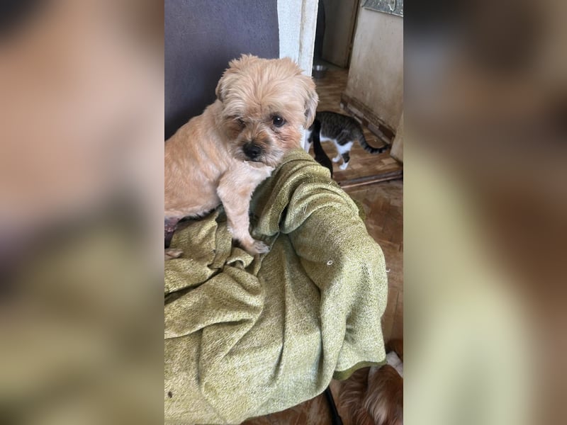 Peanuts - Zwergerl sucht Fürimmerzuhause